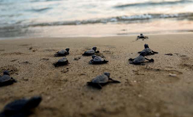 Tips For Creating A Relaxing Environment For Baby Turtles Nesting And Egg-Laying
