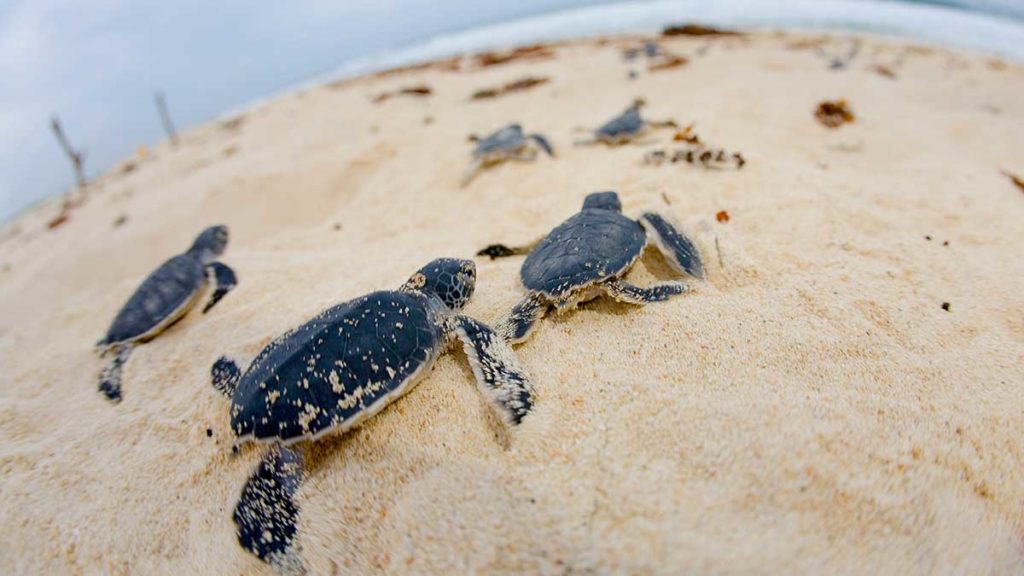 Tips For Creating A Relaxing Environment For Baby Turtles’ Nesting And Egg-Laying