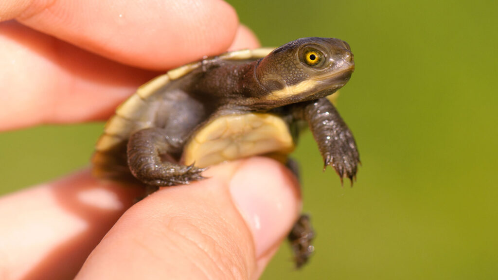 Tips For Encouraging Natural Feeding Behaviors In Baby Turtles: Mimicking Wild Conditions