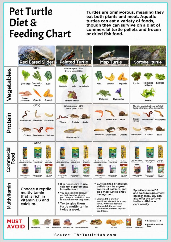 Tips For Feeding Your Pet Turtle A Balanced And Nutritious Diet