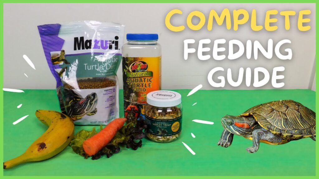 Tips For Feeding Your Pet Turtle A Balanced And Nutritious Diet