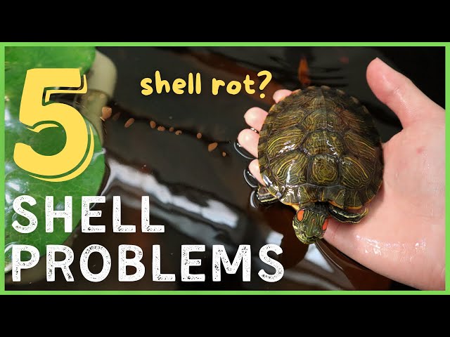 Tips For Preventing And Managing Shell Problems In Pet Turtles