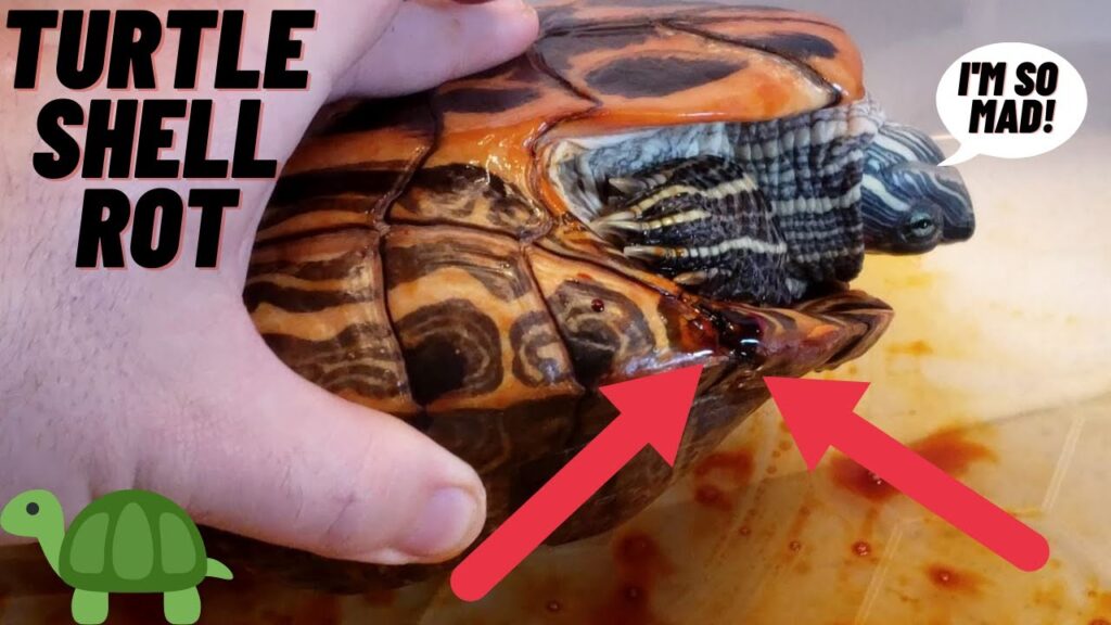 Tips For Preventing And Managing Shell Problems In Pet Turtles