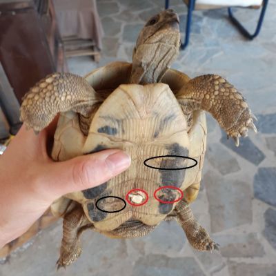 Tips For Preventing And Managing Shell Problems In Pet Turtles