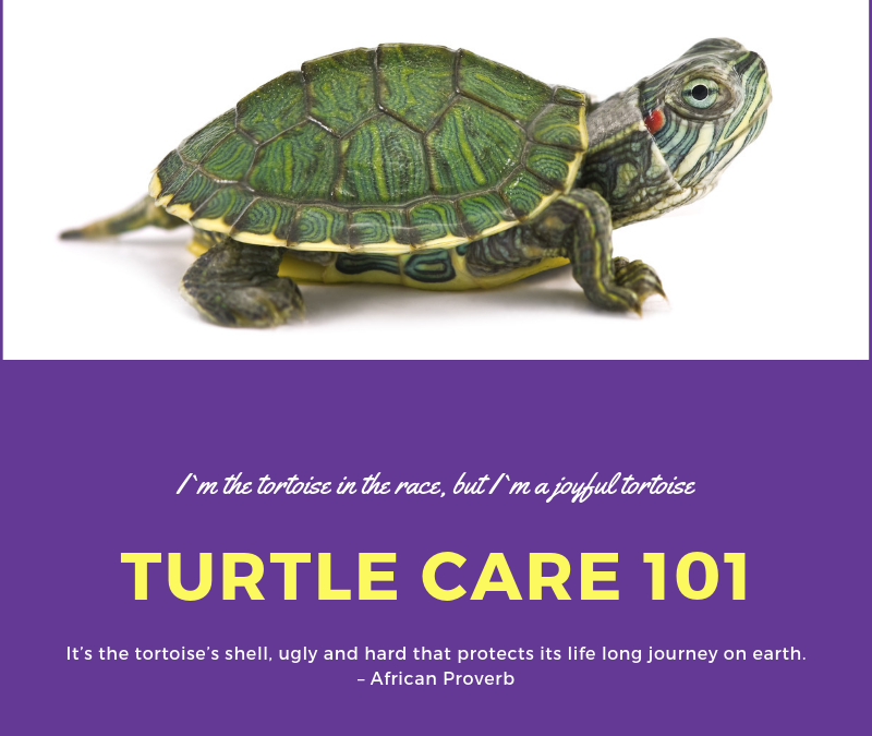 Tips For Preventing And Managing Shell Problems In Pet Turtles