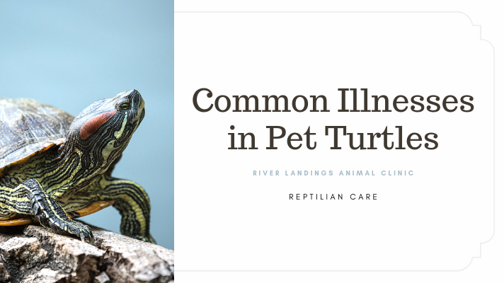 Tips For Recognizing And Treating Common Viral Infections In Baby Turtles