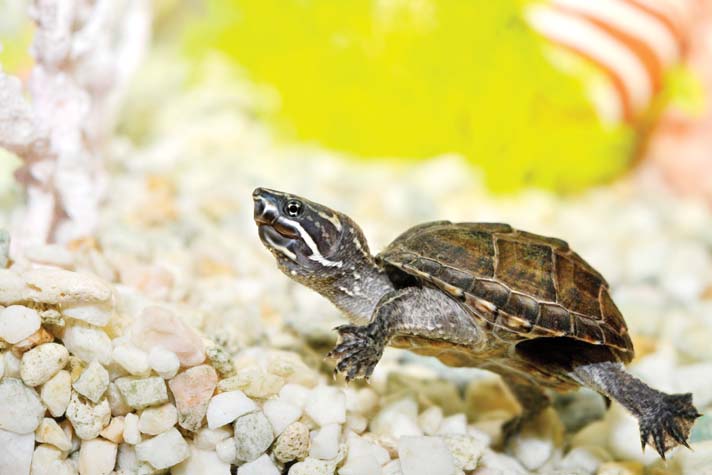 Tips For Recognizing And Treating Common Viral Infections In Baby Turtles