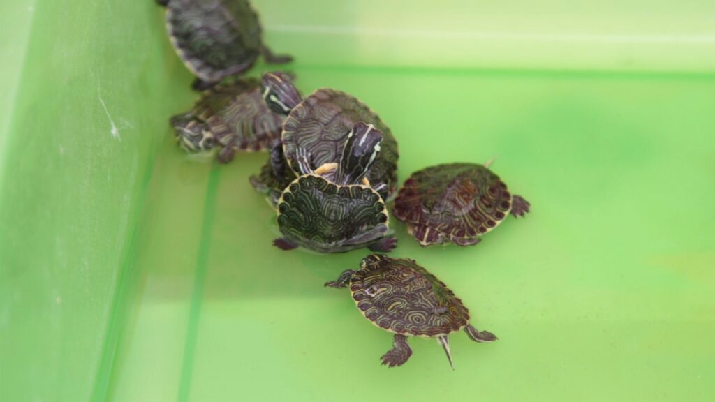Tips For Safely Transporting Baby Turtles: Guidelines And Precautions