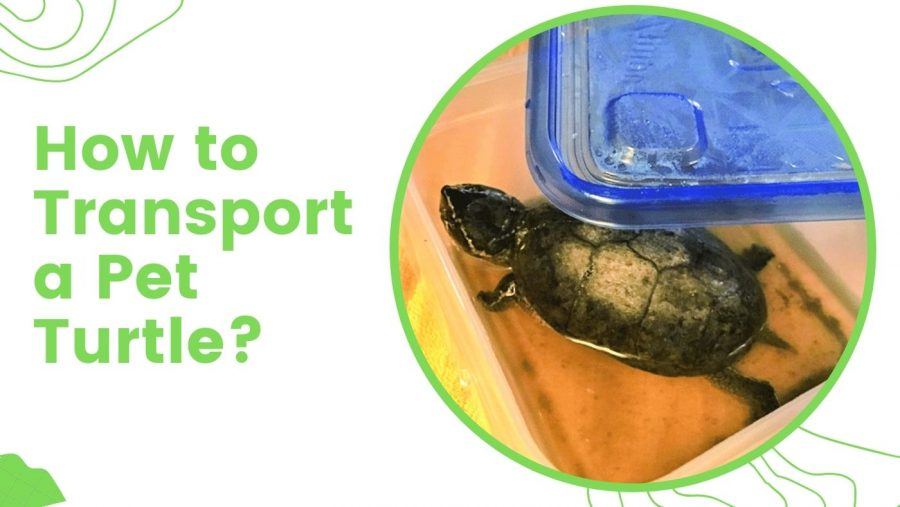 Tips For Safely Transporting Baby Turtles: Guidelines And Precautions