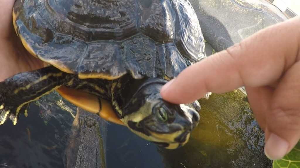 Tips For Taming And Bonding With Your Pet Turtle