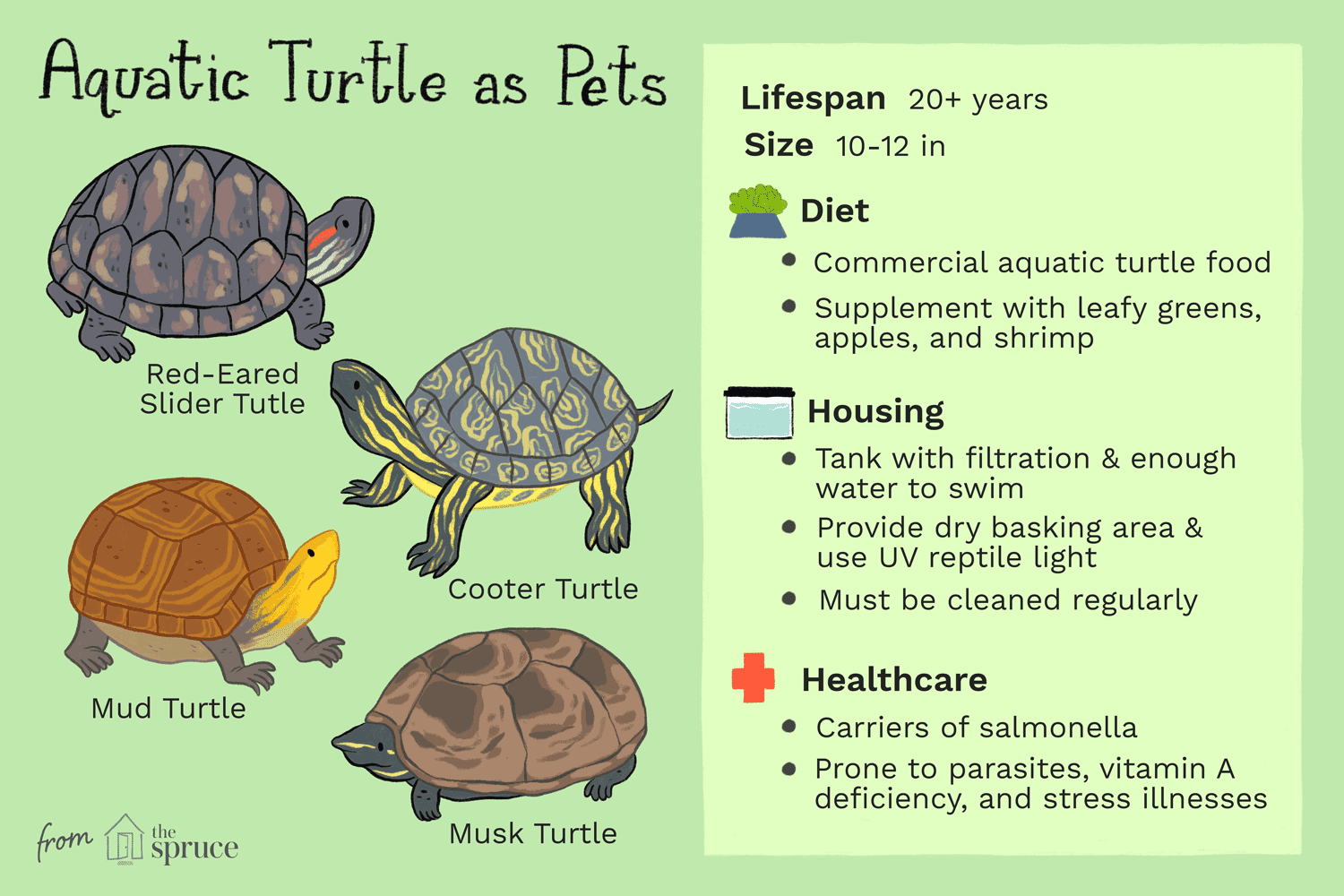 Tips For Taming And Bonding With Your Pet Turtle