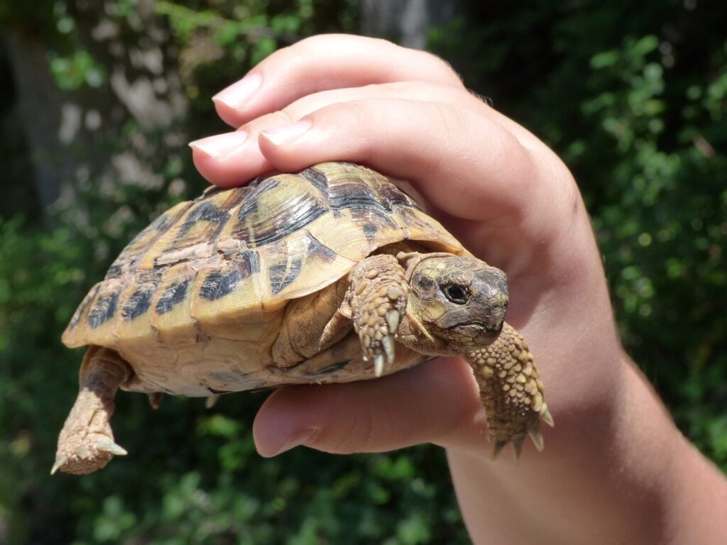 Turtle Breeding: Considerations And Guidelines For Successful Reproduction