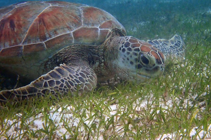 Turtle Diet Variations: Meeting The Nutritional Needs Of Different Species