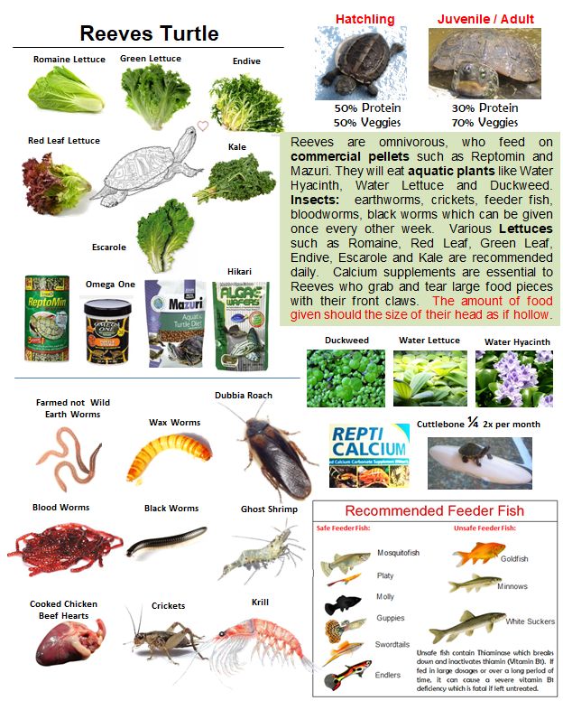 Turtle Diet Variations: Meeting The Nutritional Needs Of Different Species