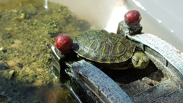 Turtle Diet Variations: Meeting The Nutritional Needs Of Different Species