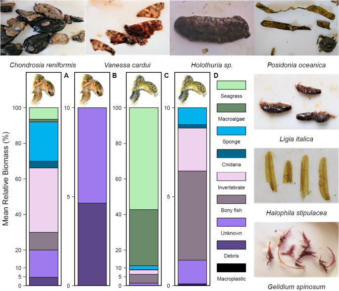 Turtle Diet Variations: Meeting The Nutritional Needs Of Different Species