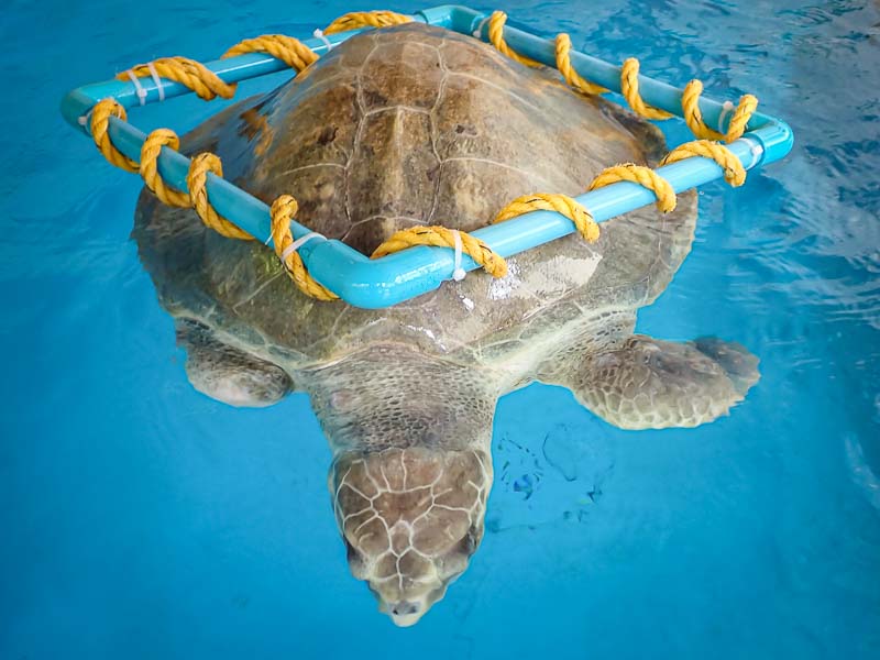 Turtle Environmental Enrichment: Toys And Activities For Mental Stimulation