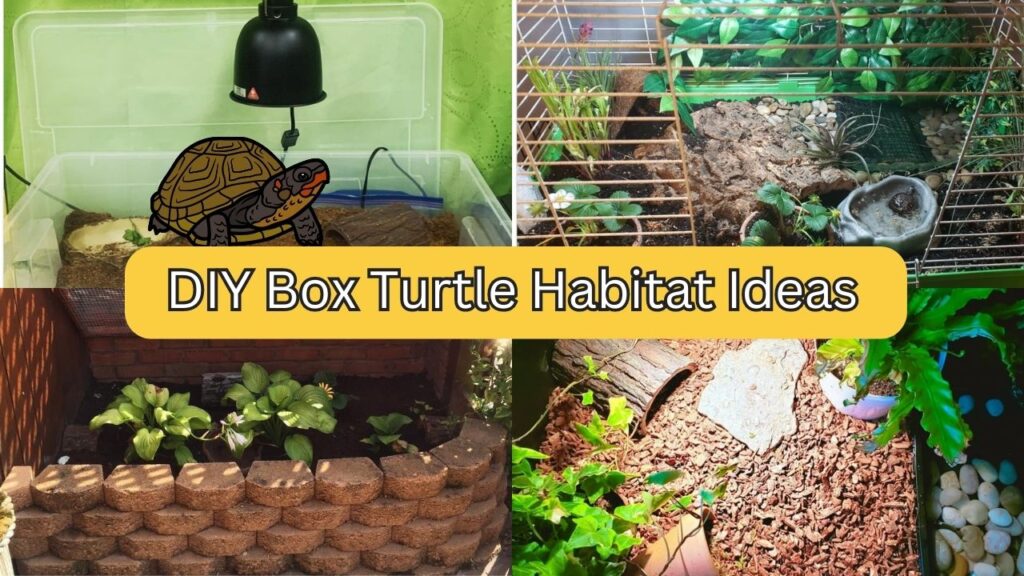 Turtle Habitat Decoration: Creating A Natural And Inviting Environment