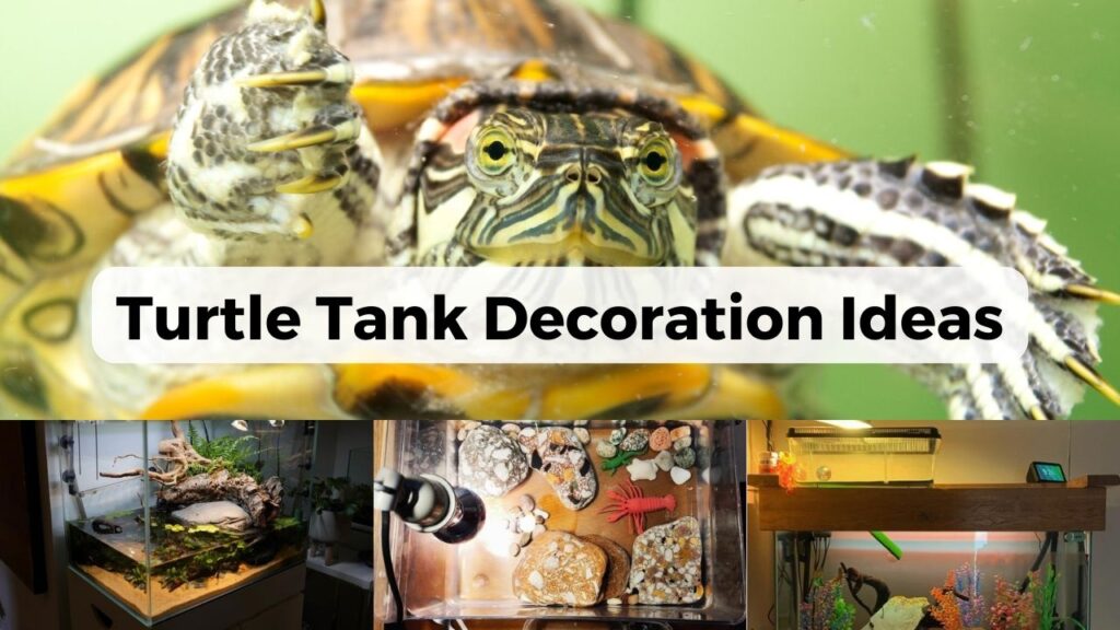 Turtle Habitat Decoration: Creating A Natural And Inviting Environment