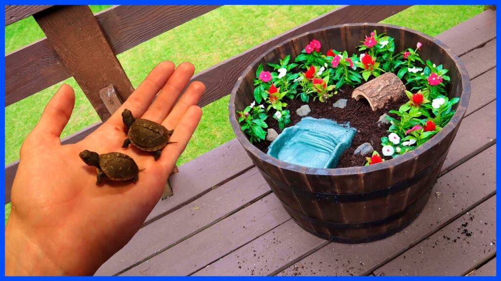 Turtle Habitat Decoration: Creating A Natural And Inviting Environment