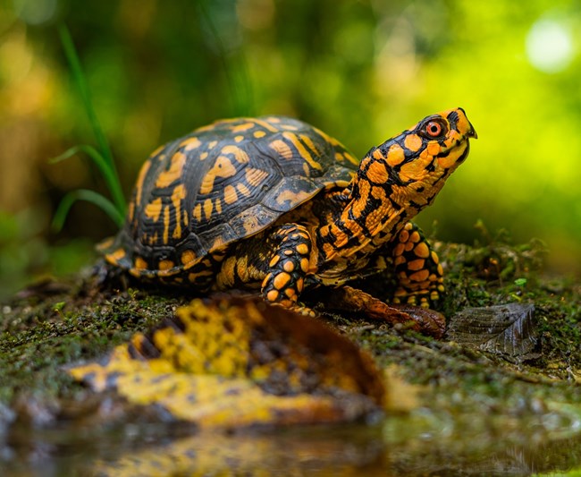Turtle Species Spotlight: Exploring Unique Traits And Characteristics