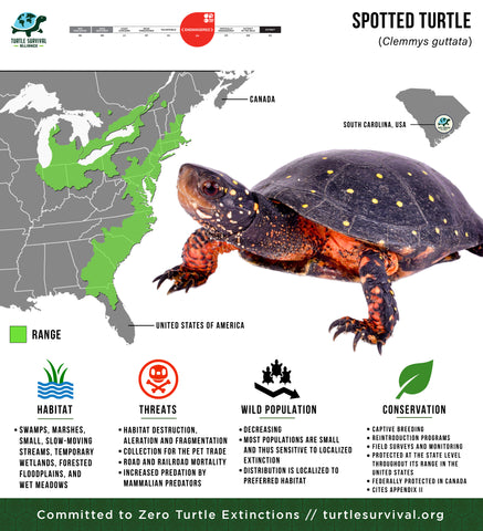 Turtle Species Spotlight: Exploring Unique Traits And Characteristics