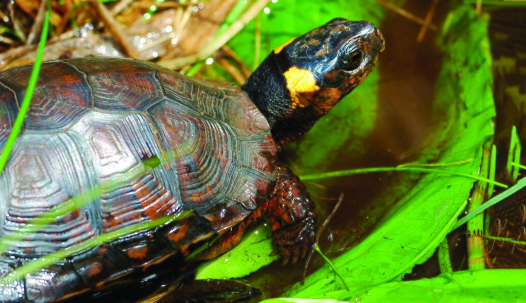 Turtle Species Spotlight: Exploring Unique Traits And Characteristics