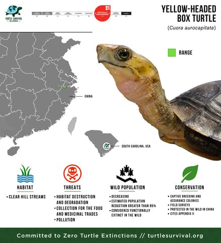 Turtle Species Spotlight: Exploring Unique Traits And Characteristics