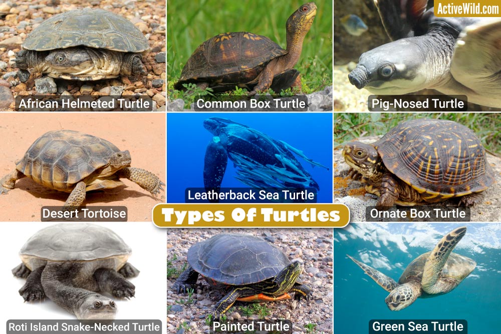 Turtle Species Spotlight: Getting To Know Different Types Of Turtles