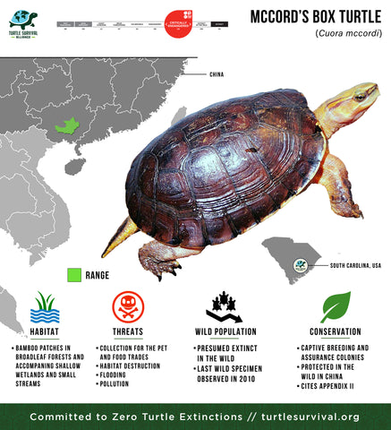 Turtle Species Spotlight: Getting To Know Different Types Of Turtles