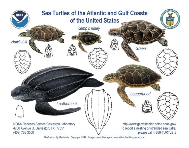 Turtle Species Spotlight: Getting To Know Different Types Of Turtles