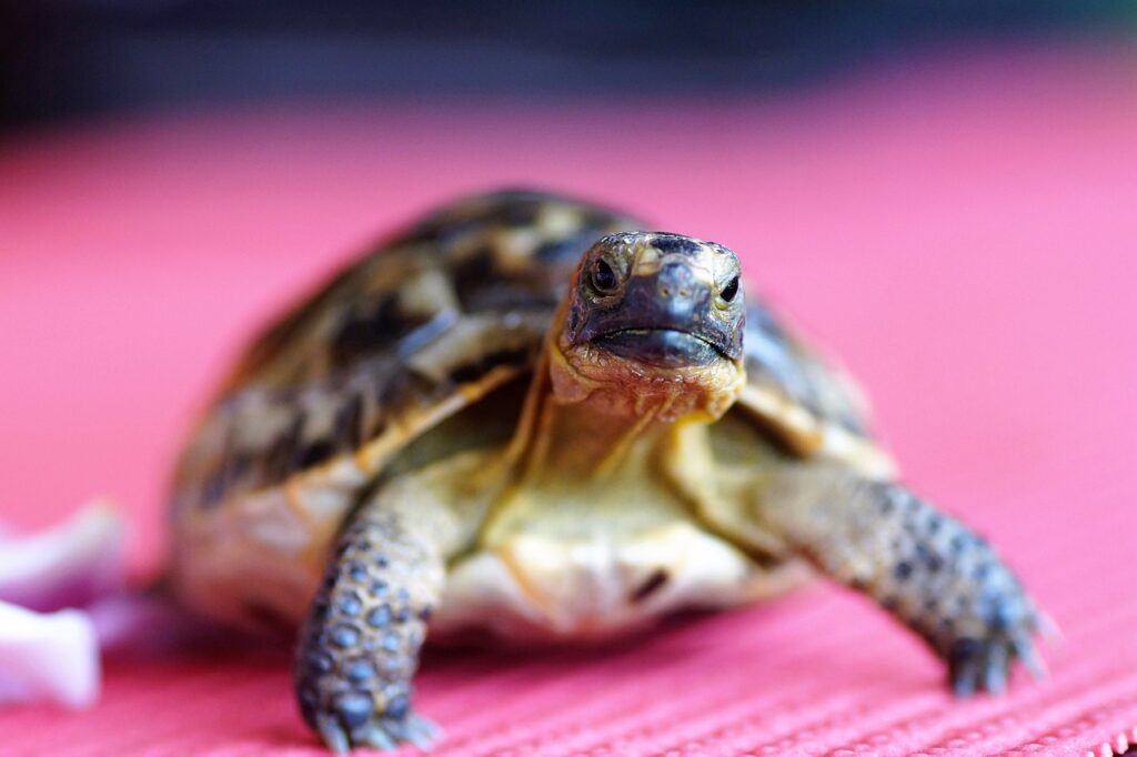 Turtle Species Spotlight: The Painted Turtle - Care And Feeding Tips