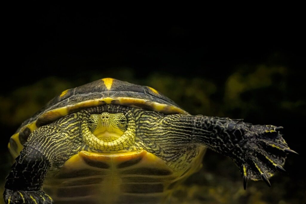 Turtle Species Spotlight: The Painted Turtle - Care And Feeding Tips