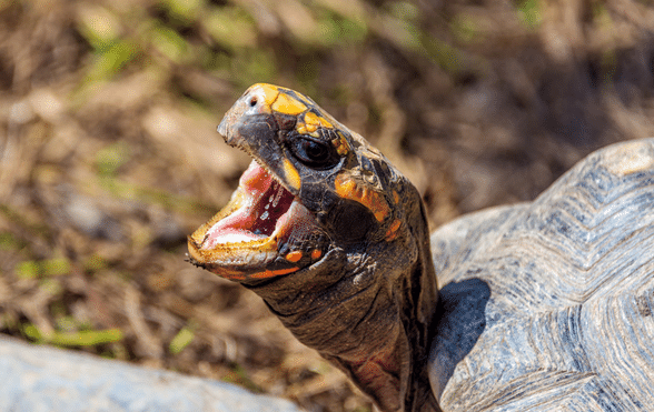 Understanding And Addressing Aggression In Pet Turtles
