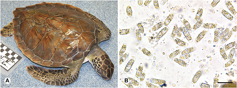 Understanding And Managing Intestinal Parasites In Baby Turtles