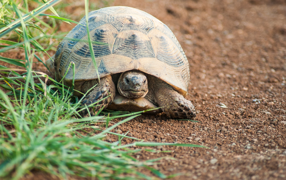 Understanding And Managing Intestinal Parasites In Baby Turtles