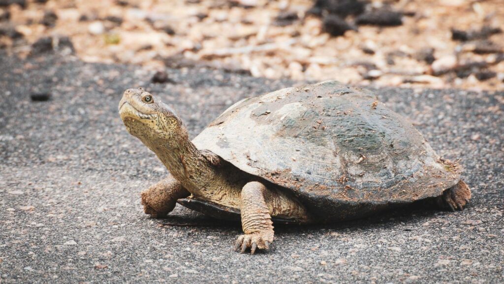 Understanding And Managing Intestinal Parasites In Baby Turtles