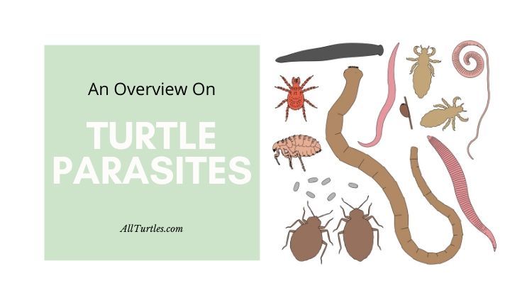 Understanding And Managing Intestinal Parasites In Baby Turtles