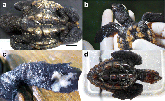 Understanding And Managing Intestinal Parasites In Baby Turtles