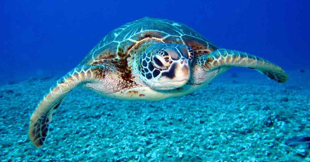 Understanding Turtle Behavior: What Your Pets Actions Mean