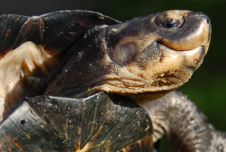 Understanding Turtle Behavior: What Your Pets Actions Mean