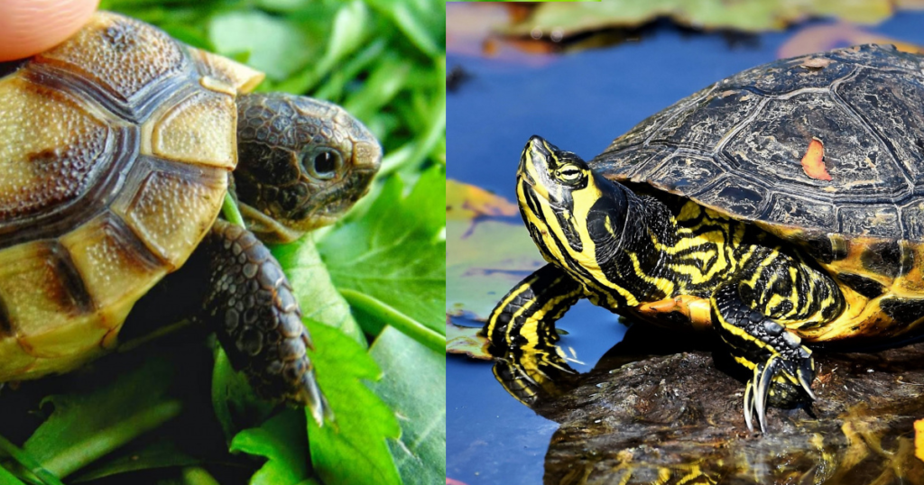 Understanding Turtle Behavior: What Your Pets Actions Mean