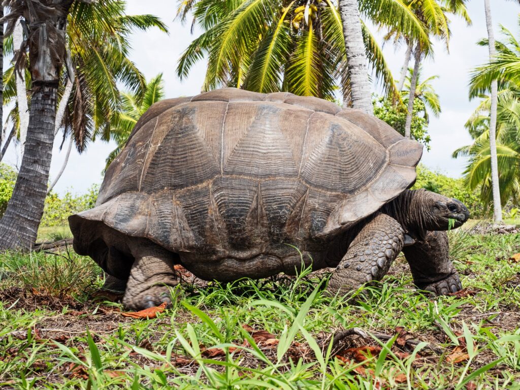 Understanding Turtle Lifespan And Aging Factors