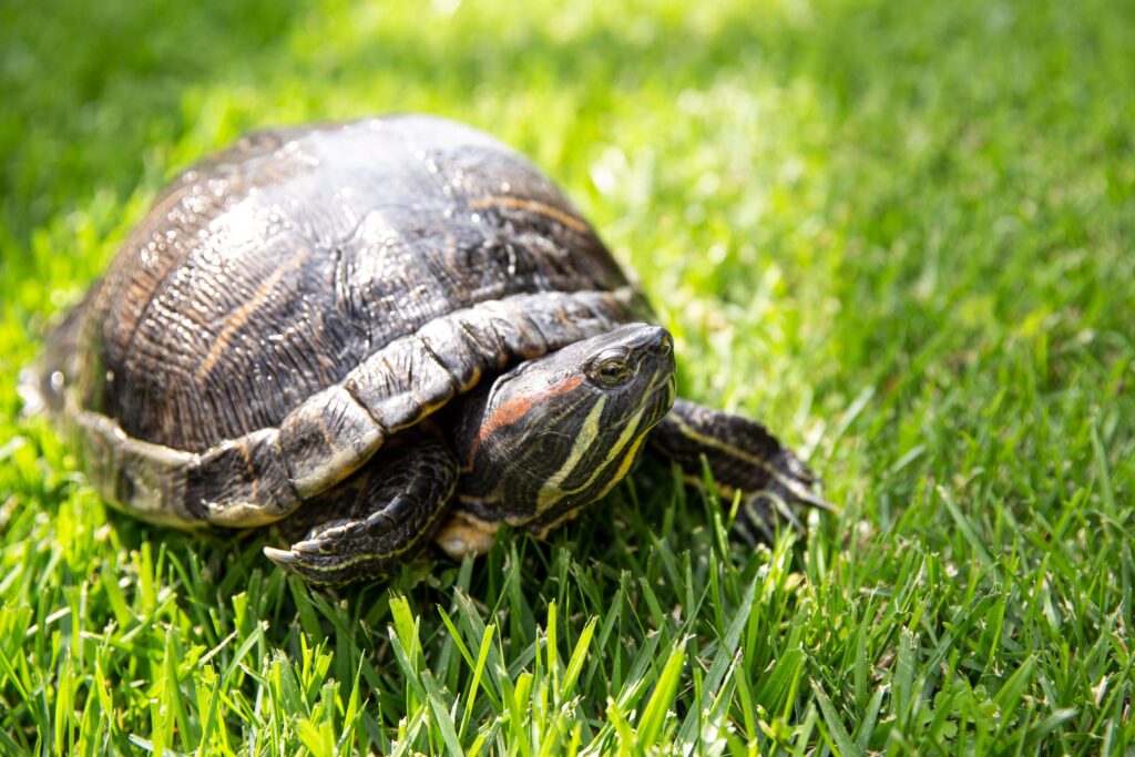 Understanding Turtle Lifespan And Aging Factors