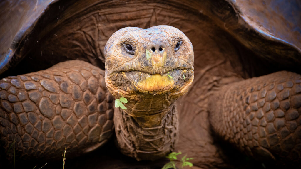 Understanding Turtle Lifespan And Aging Factors