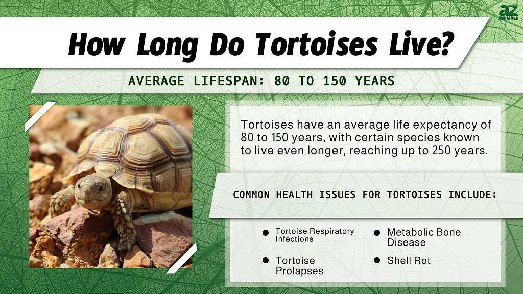 Understanding Turtle Lifespan And Aging Factors