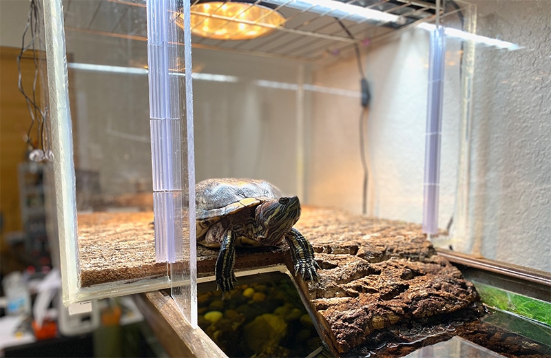 Tips For Creating A Comfortable And Secure Basking Spot For Turtles