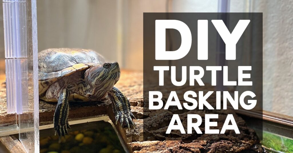 Tips For Creating A Comfortable And Secure Basking Spot For Turtles