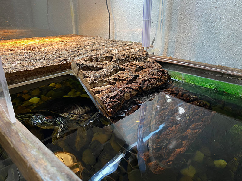 Tips For Creating A Comfortable And Secure Basking Spot For Turtles