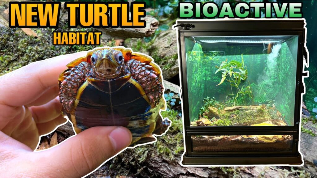 Turtle Habitat Expansion: How To Upgrade And Expand Enclosures